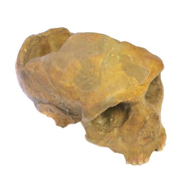 Homo neanderthalensis (Gibraltar Fragm. Oberschädel)