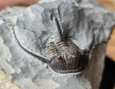 Rarität: Cyphaspis balonops, Devon; DE