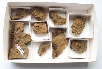 Fossil Surprise Box 10: Lower Devonian, GER