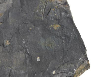 Goniatit, Carboniferous, GER