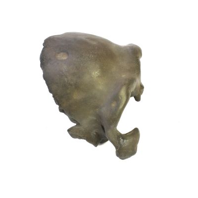 Homo neanderthalensis (Gesichtsfragment)