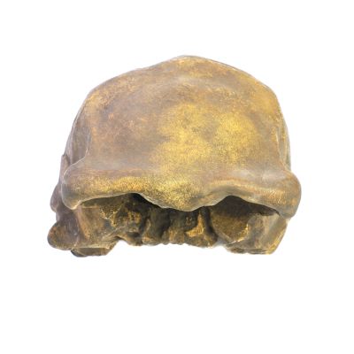 Abguss: Homo soloensis, Ngandong XI