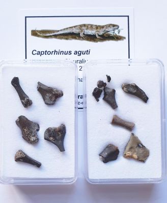 Captorhinus aguti, Knochenfragmente