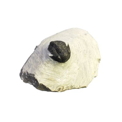Trilobit (Proetidae),ca. 1,5-2 cm