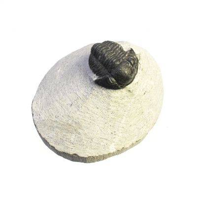 Trilobit (Proetidae),ca. 1,5 cm