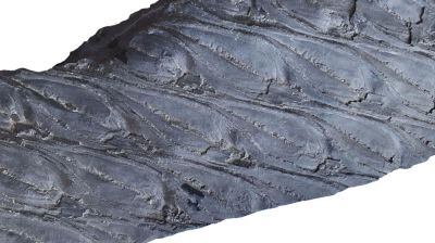 Lepidodendron sp., Carboniferous; GER