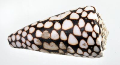 Conidae, 6,5 cm - rezent