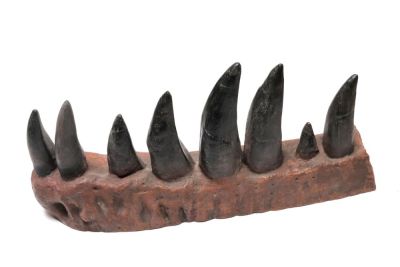 Tyrannosaurus rex, row of teeth (Cast)