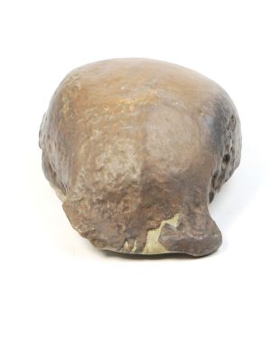 Homo erectus erectus - Trinil II