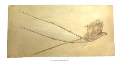Rhamphorhynchus gemmingi - Cast