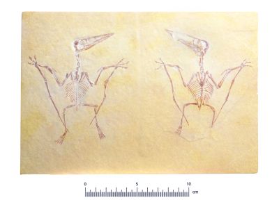 Pterodactylus spectabilis - Cast