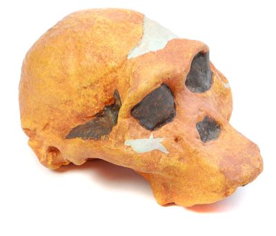 Australopithecus africanus transvaalensis, Sts 5 - Cast