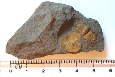 Trilobit: Deanaspis goldfussi, CZ
