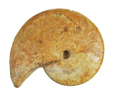 Ammonit: Leioceras plicatum, Jura, FR