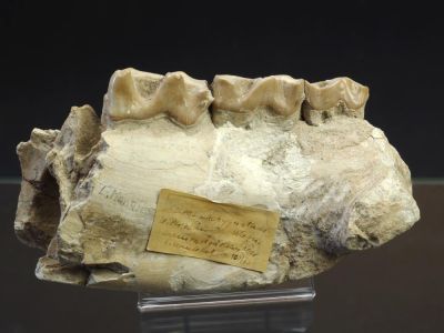 Ceratotherium neumayr (Diceros pachygnathus)