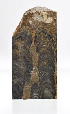 Stromatolite: Pucalithus
