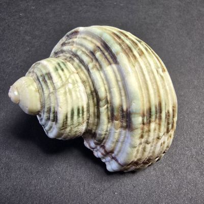 Turbo argyrostomus; 4,5 cm