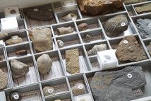 Stratigrafische Lehrsammlung L: 300 Fossilien