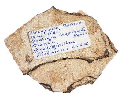 Bechleja inopinata, Miocene, CZ