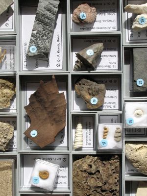 Sammlung: Allgemeine Paläontologie (30 Fossilien)
