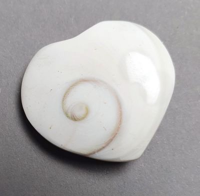 Operculum, heart-shaped, 3 cm
