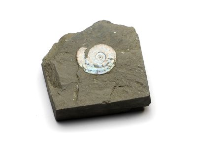 Ammonit- Psiloceras planorbis SOWERBY
