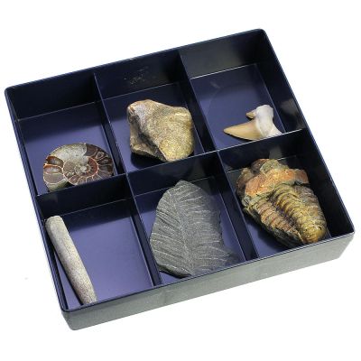 Sammlung von 6 Fossilien