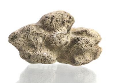 Sponge: Homalodora ramosa, Cretaceous, GR