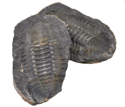 Trilobit: Cedaria, Kambrium, BOL