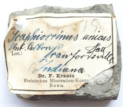 Scaphiocrinus mit historischem Etikett, USA
