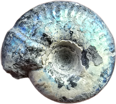 Craspedites nodiges, Jurassic; RUS