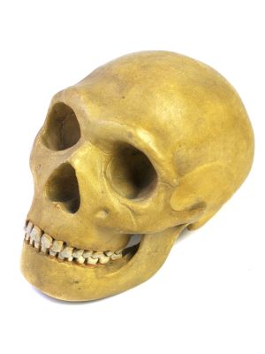 Abguss: Homo neanderthalensis, Schädelrekonstruktion