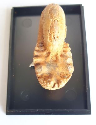 Ammonit mit Lobenlinie und erkennbarer Kammerscheidewand