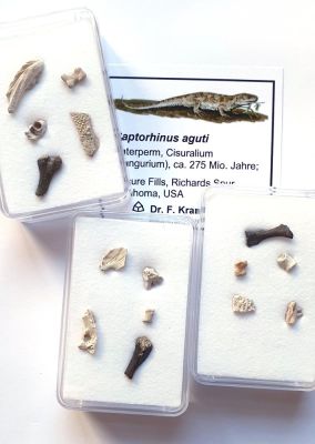 Captorhinus aguti, various bones etc.