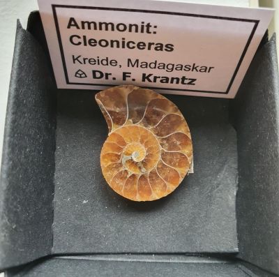 Ammonit: Cleoniceras, poliert, 2 cm