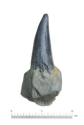 Mastodonsaurus giganteus, tooth (Cast)