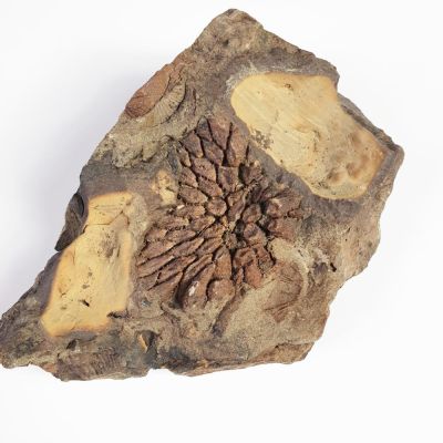 Pleurodictyum, Devonian, GER