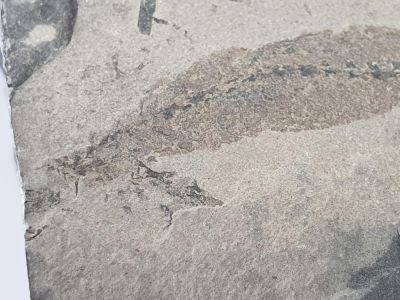Apateon pedestris (Branchiosaurus), Perm, Rheinland-Pfalz