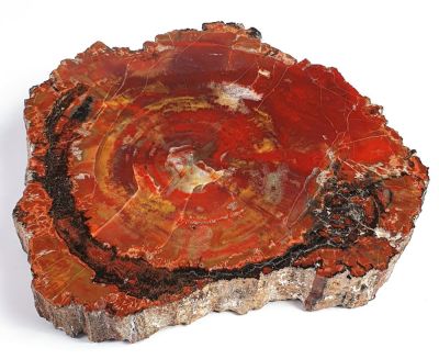 Silicified wood, Triassic, Arizona, USA