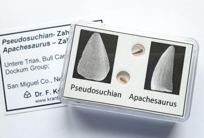 Pseudosuchia, Zahn & Apachesaurus, Zahn