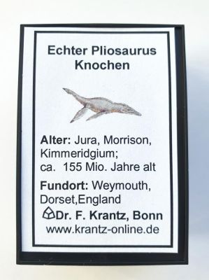 Pliosaurusknochen, UK