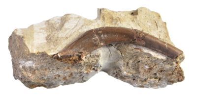 Nothosaurus- Knochen aus Beuthen, Polen !
