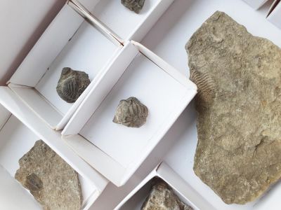 Fossilien-Überraschungspaket 15: 8 Trilobiten, Eifel, DE