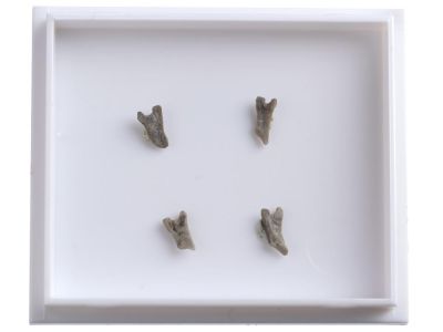 Lepidocentrus muelleri