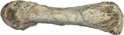 Brontotherium prousti , Eozän, USA