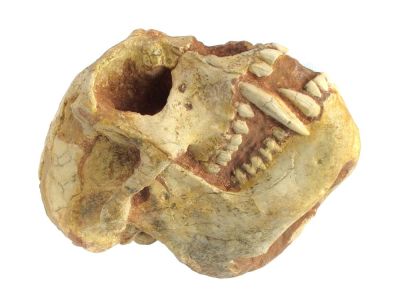Mesopithecus pentelicus WAGNER; männl. Schädel (Abguß)