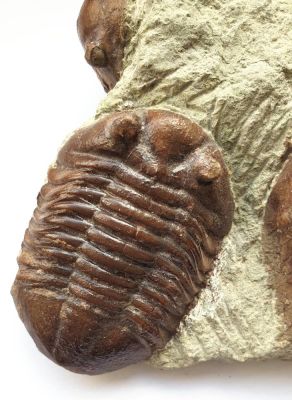 Trilobit: Asaphus, mehrere, Schweden