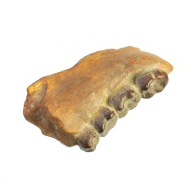 Dryopithecus cauthleyi, mandible fragment (Cast)