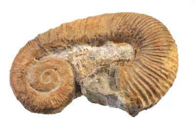 Ancyloceras, Cretaceous, MAR