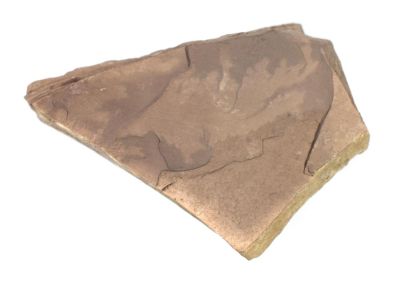 Abdrücke von Fischresten, Oligozän, PL